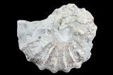 Cut/Polished Calycoceras Ammonite (Half) - Texas #93544-1